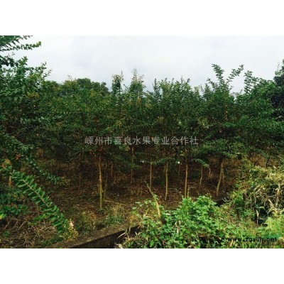 紫薇小苗 紫薇小苗*新價格