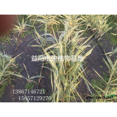 紫芋頭水生植物浙江紫芋