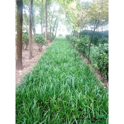 浙江地區供應大葉黃楊80公分～150