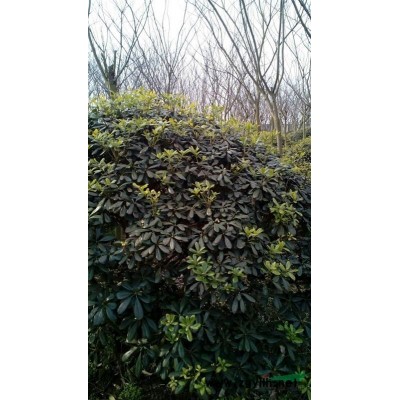 櫸樹5公分到15公分