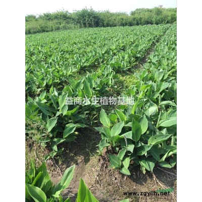 蘆葦青蘆葦水生蘆葦小蘆葦杭州蘆葦精品蘆葦