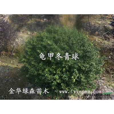 供應(yīng)櫻花