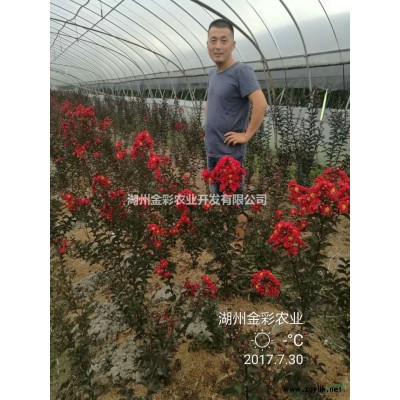 20萬棵樸樹、10萬棵三角楓、10萬棵紅櫸、20萬棵黃山小苗