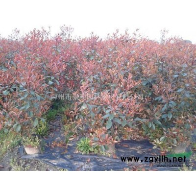 供應(yīng)特大規(guī)格20——30厘米的墨西哥落羽杉