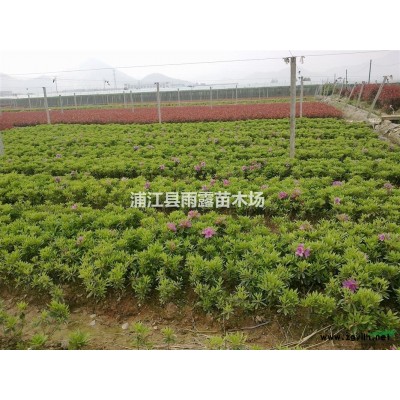 供應桂花