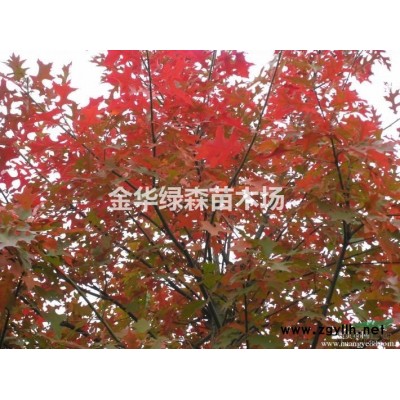 供應D0.5-5cm黑珍珠櫻桃