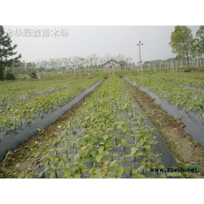 櫻桃