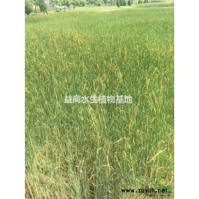 蕭山常年供應狐尾藻，狐尾藻**低價