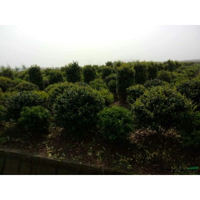 大花六道木,浙江大花六道木種植基地,大花六道木價(jià)格優(yōu)惠