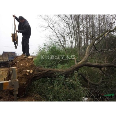欒樹，胸徑5到15公分欒樹，欒樹價格，欒樹供應