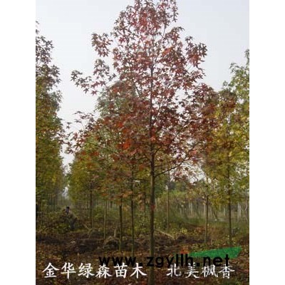 供應實生大、小葉香樟