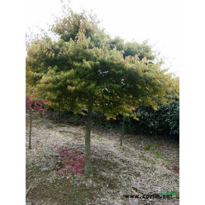 供應(yīng)紅玉蘭，黃玉蘭，白玉蘭