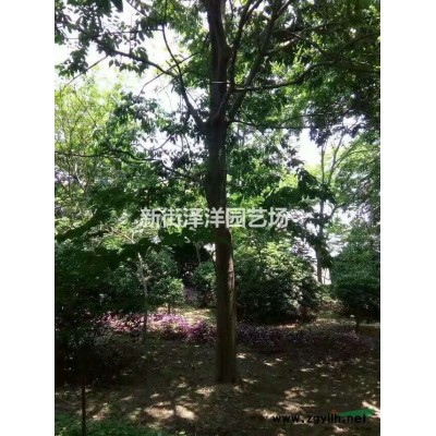 浙江地區供應15公分以上廣玉蘭