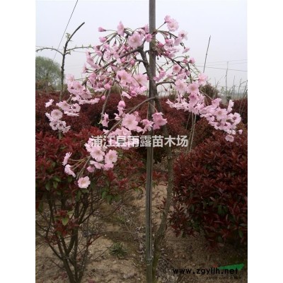 供應雞爪槭