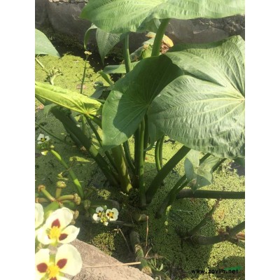 水生水蔥杭州水蔥抗癌水蔥浙江水生植物益農水蔥