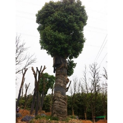 供應移植大樟樹