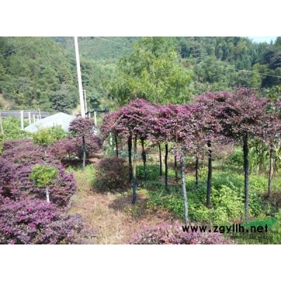 紅花繼木（高桿1.5米以上球，低桿1米左右.1.5米以上球）