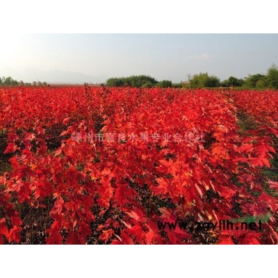 八月桂  大量供應桂花  價格優惠