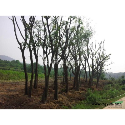 樸樹，樸樹價格，樸樹供應