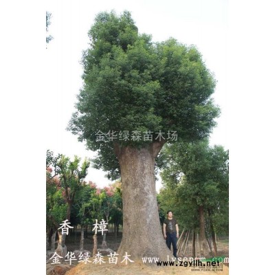 供應(yīng)龜甲冬青球