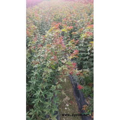 供應紅楓8-12公分