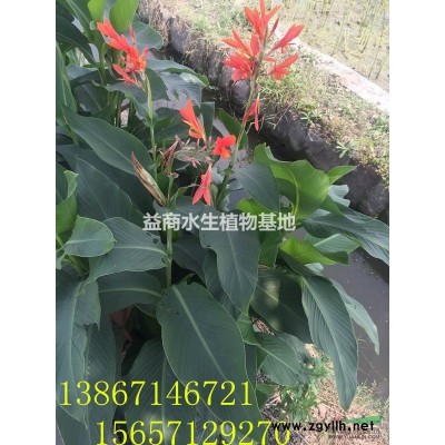 浙江*大的粉花美人蕉價格，