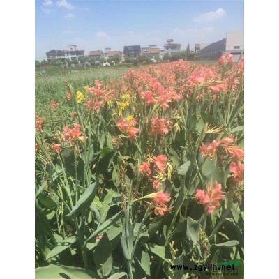 燈心草價格，*供應優質燈心草、水蔥