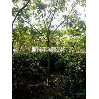 浙江地區供應合歡25公分