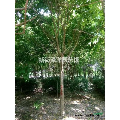 浙江地區供應8~25公分珊瑚樸