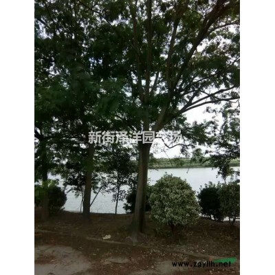浙江杭州合歡1~25公分