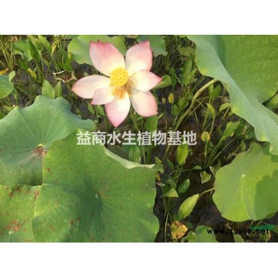 全年常綠水生鳶尾
