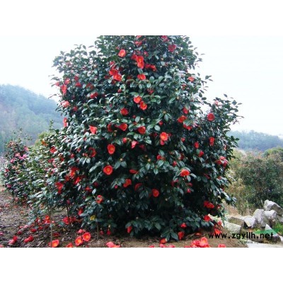 紅楓,櫻花.垂絲海棠.雞爪槭