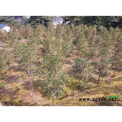 羅漢松報價/浙江羅漢松報價