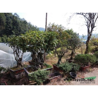 桂花8報價/浙江桂花8報價