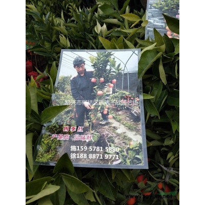 精品造型北美絢麗海棠  花瓶