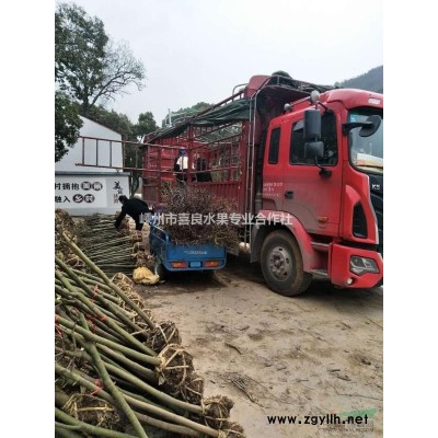 大量供應西府海棠  價格優惠