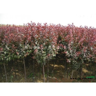 桂花小苗 桂花小苗價格