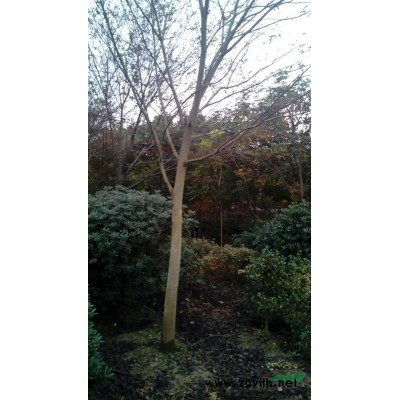 浙江地區供應五角楓4～7公分