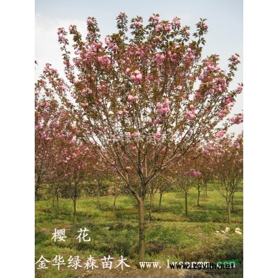 紫花含笑、紫花含笑樹、含笑、金華苗木、移植含笑、