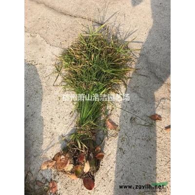 大葉黃楊-蕭山色塊苗種植基地、苗圃直銷、量大！
