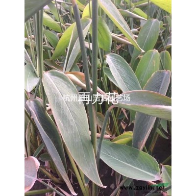 供應金邊黃楊色塊苗，金邊黃楊柱子