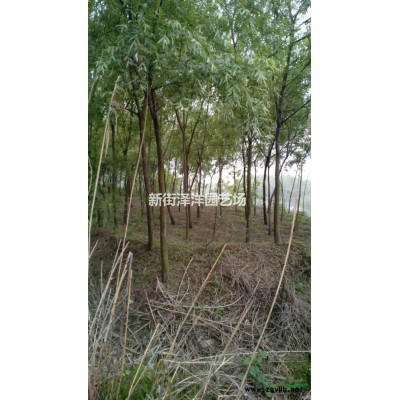 浙江地區供應櫸樹8～15公分