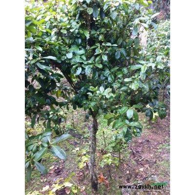 桂花9行情報(bào)價(jià)\桂花9圖片展示
