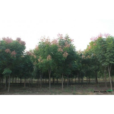 供應(yīng)垂絲海棠