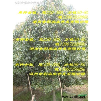 彩蝶槭小苗（預定，數量有限）