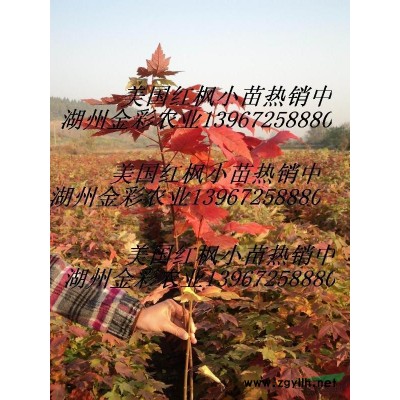 日本紅楓種子