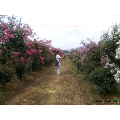 香柚叢生