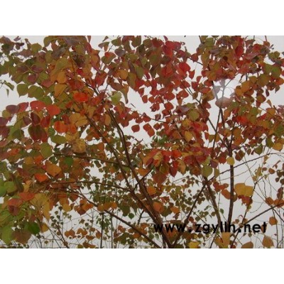 胸徑10-15公分的馬褂木(鵝掌楸)