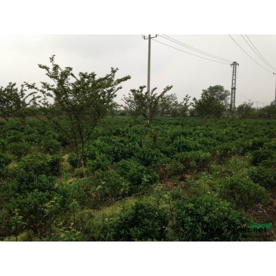 大量供應(yīng)紅葉李，夾竹桃，西府海棠，金邊黃楊。價格從優(yōu)品質(zhì)保證