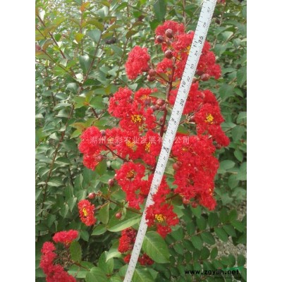 40萬高桿紅葉石楠 地徑2CM100、120分枝 超低價處理